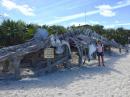 Whale skeleton exhibit on the beach